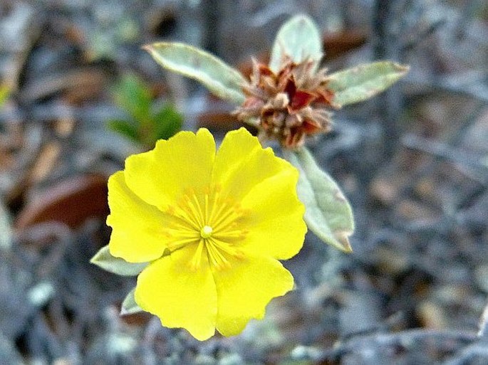 HELIANTHEMUM GLOMERATUM (Lag.) Lag. ex Dunal – devaterník / devätorník