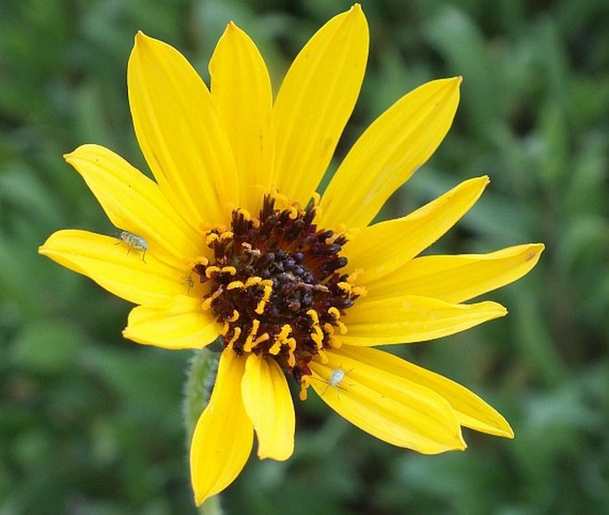 HELIANTHUS PAUCIFLORUS subsp. SUBRHOMBOIDEUS (Rydb.) O. Spring et E. E. Schill. – slunečnice tuhá / slnečnica drsná