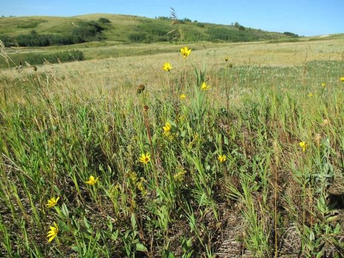 Helianthus pauciflorus subsp. subrhomboideus