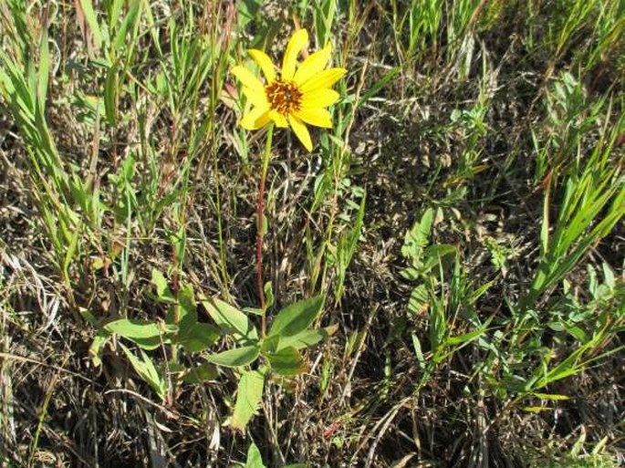 Helianthus pauciflorus subsp. subrhomboideus