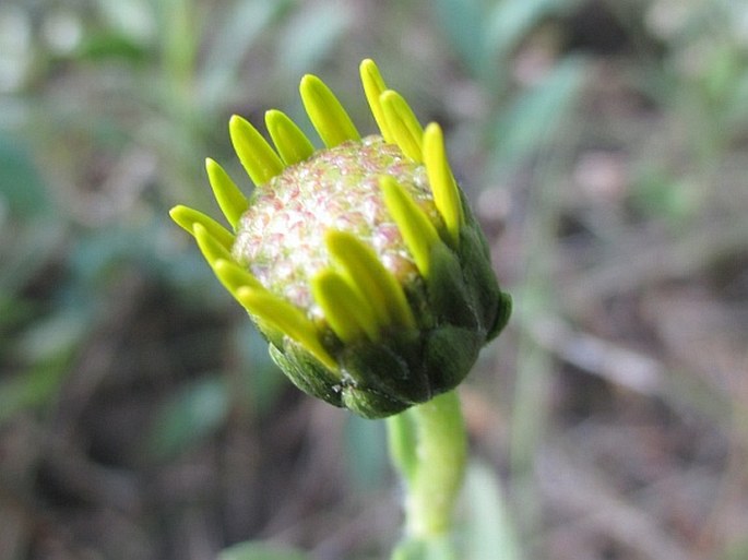 Helianthus pauciflorus subsp. subrhomboideus