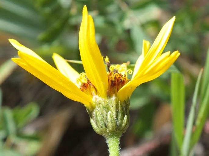 Helianthus pauciflorus subsp. subrhomboideus