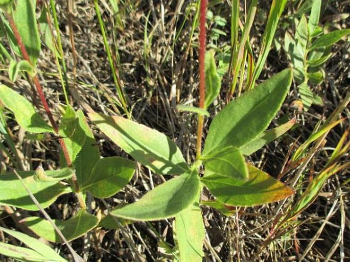 Helianthus pauciflorus subsp. subrhomboideus