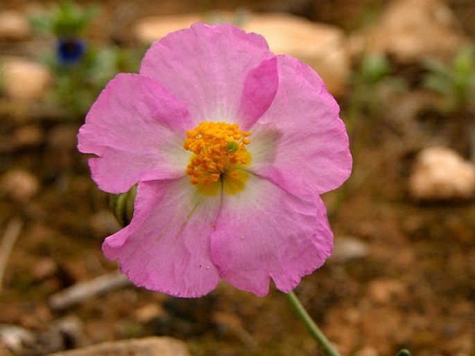 HELIANTHEMUM PERGAMACEUM Pomel – devaterník / devätorník