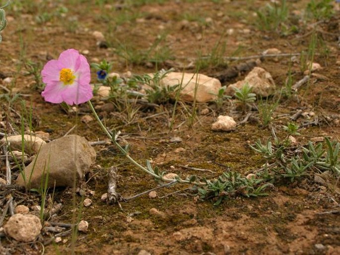 Helianthemum pergamaceum