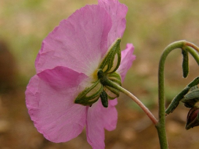 Helianthemum pergamaceum