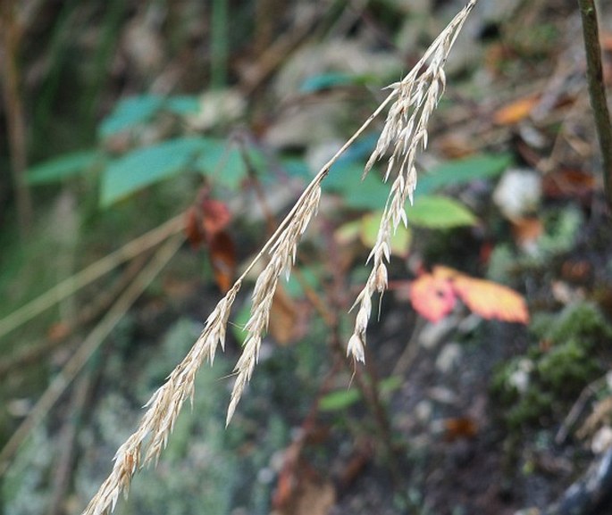 HELICTOTRICHON CANTABRICUM (Lag.) Gervais – ovsíř / ovsíkovec