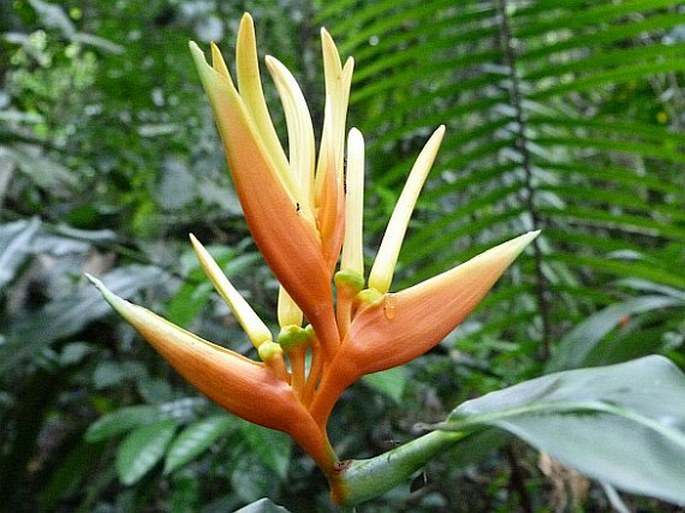 Heliconia aurantiaca