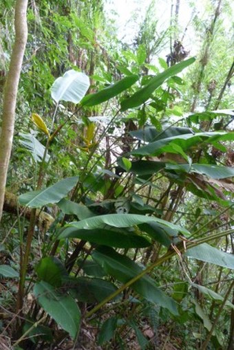 Heliconia beckneri