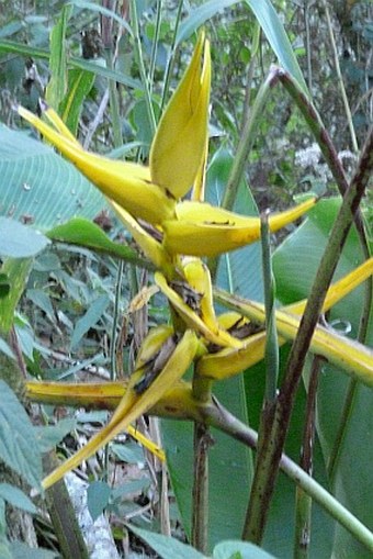 Heliconia beckneri