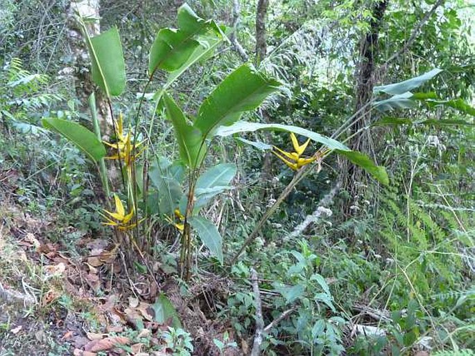 Heliconia beckneri