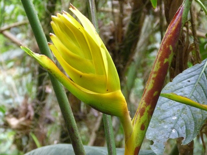 Heliconia beckneri