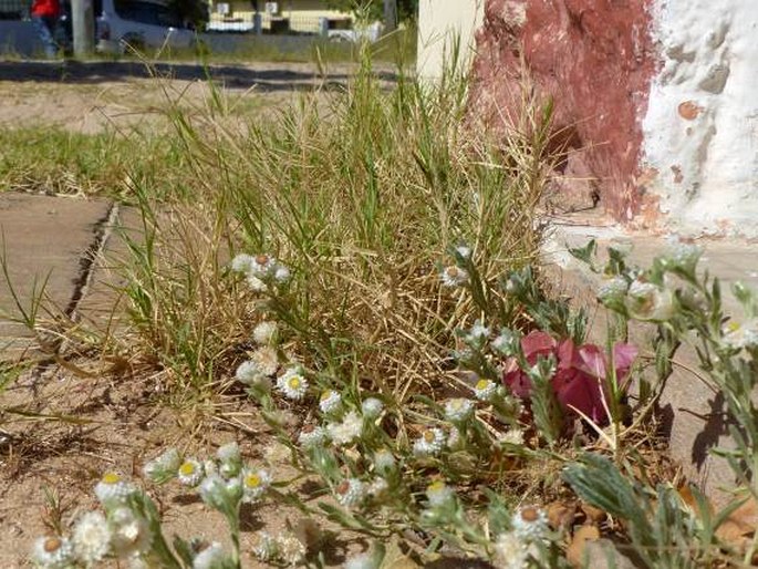 Helichrysum argyrosphaerum