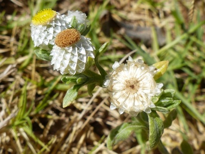 Helichrysum argyrosphaerum