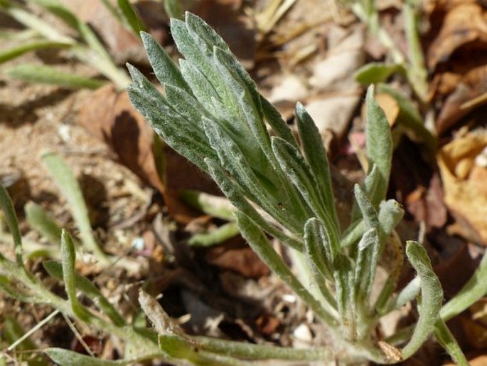 Helichrysum argyrosphaerum