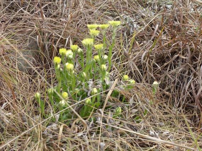 Helichrysum aureum