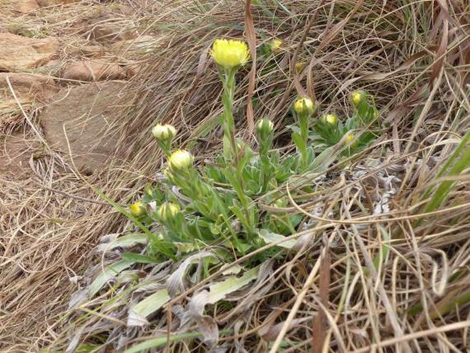 Helichrysum aureum