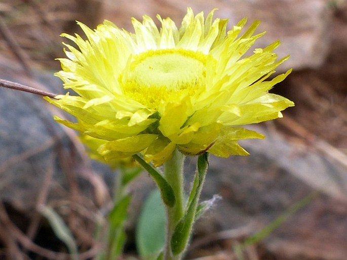 Helichrysum aureum