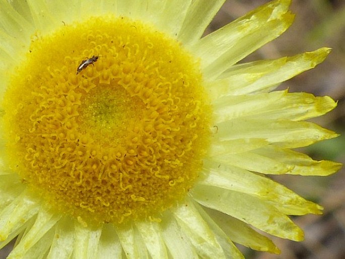 Helichrysum aureum