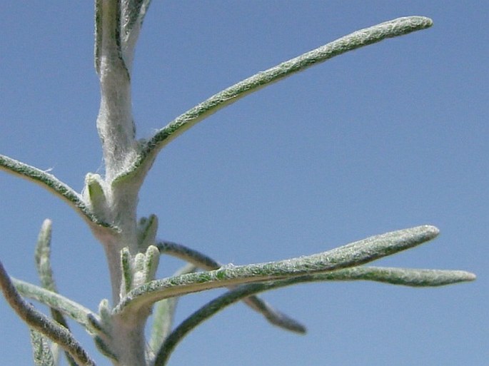 Helichrysum stoechas subsp. barrelieri