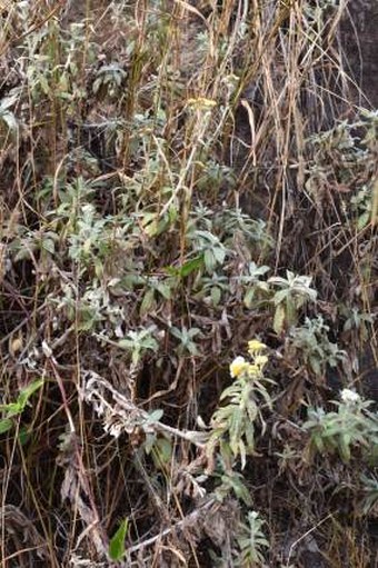 Helichrysum buddleioides