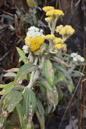 Helichrysum buddleioides