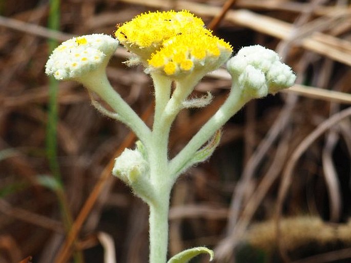 Helichrysum buddleioides