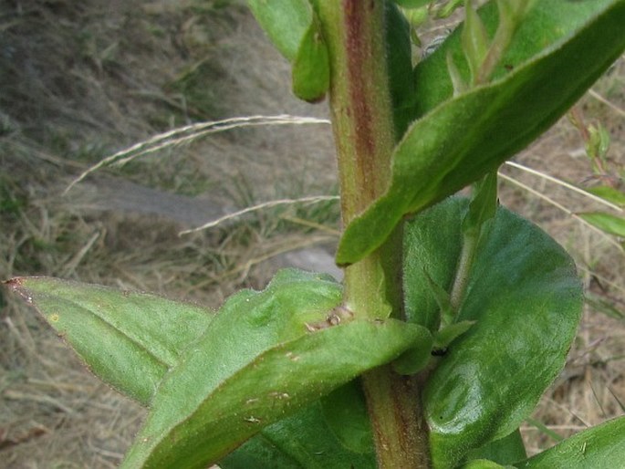 Helichrysum cooperi