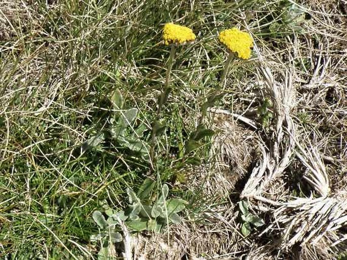 Helichrysum globosum