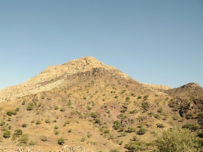 Helichrysum glumaceum