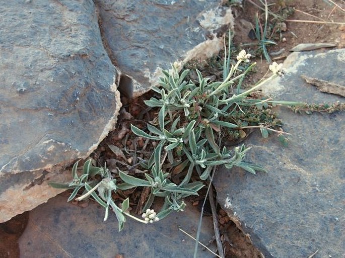 Helichrysum glumaceum