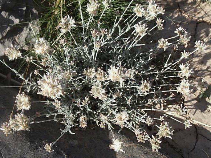 Helichrysum glumaceum