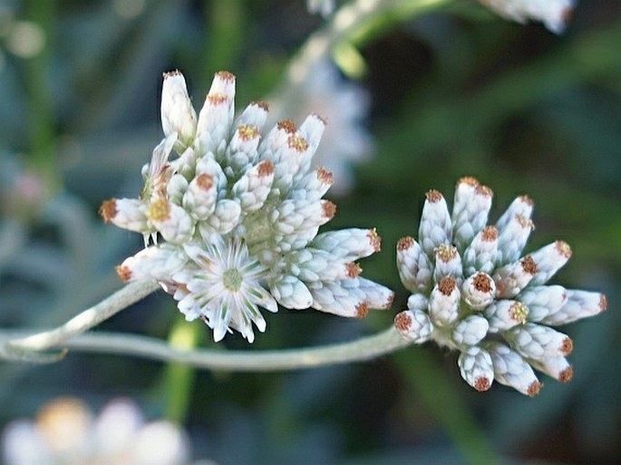 Helichrysum glumaceum