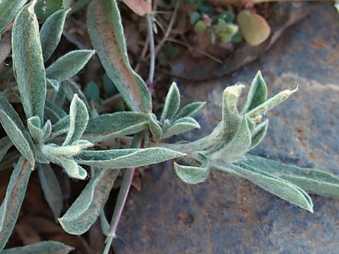 Helichrysum glumaceum