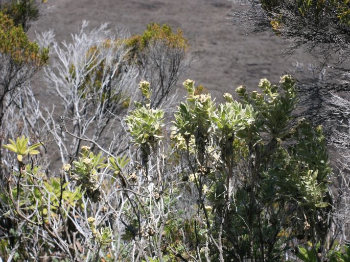 Helichrysum heliotropifolium