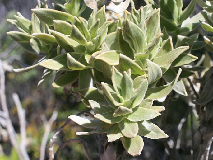 Helichrysum heliotropifolium