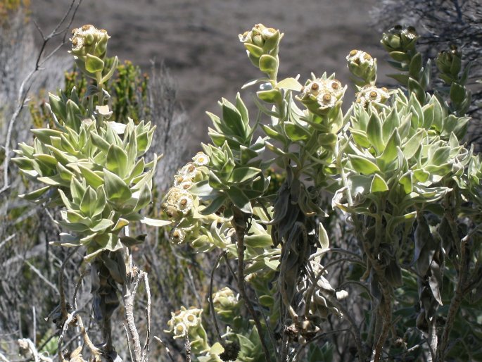 Helichrysum heliotropifolium