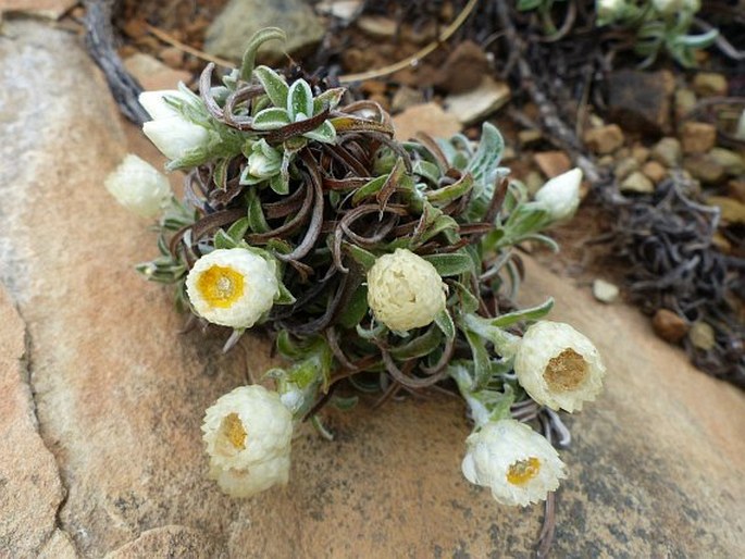 Helichrysum chionosphaerum