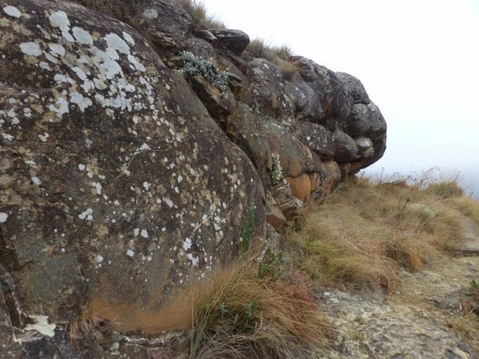 Helichrysum chionosphaerum