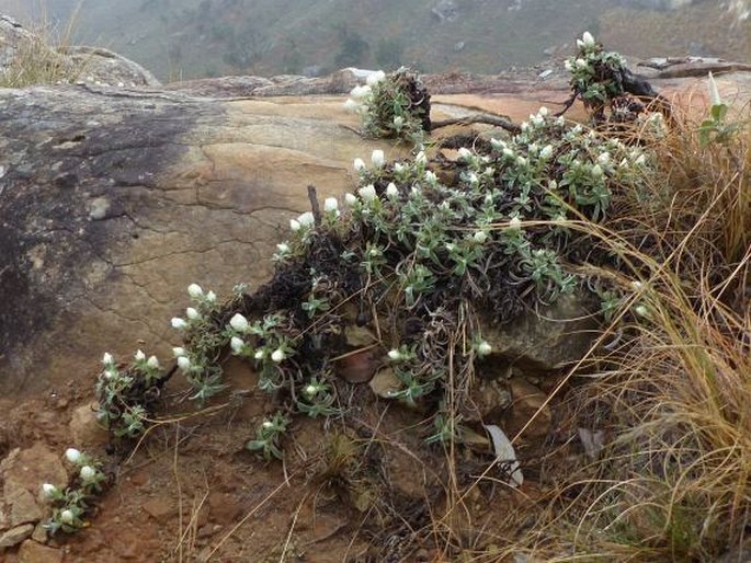 Helichrysum chionosphaerum