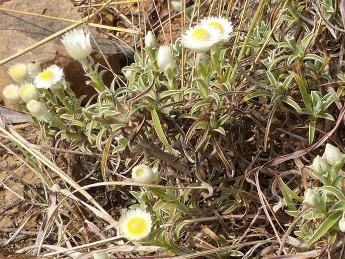 Helichrysum chionosphaerum