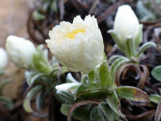 Helichrysum chionosphaerum