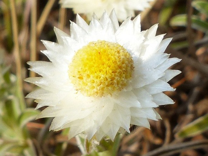 Helichrysum chionosphaerum