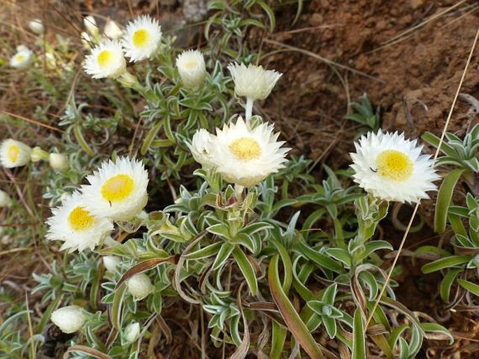 Helichrysum chionosphaerum