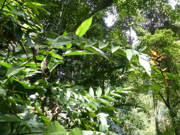 Heliconia hirsuta