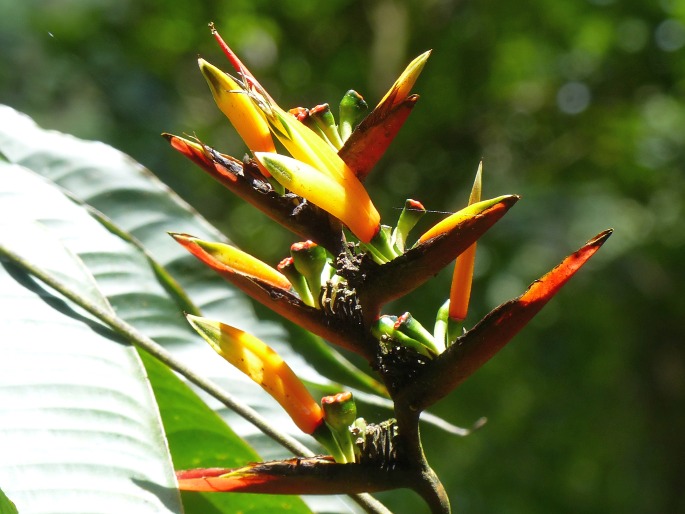 Heliconia hirsuta