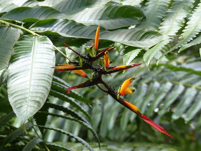 Heliconia hirsuta