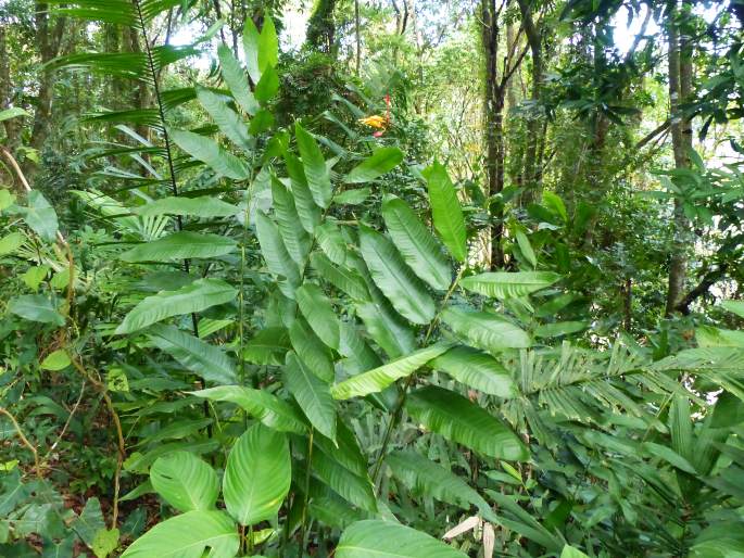 Heliconia hirsuta