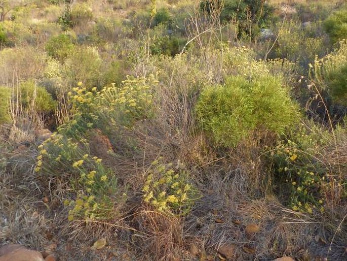 Helichrysum kraussii