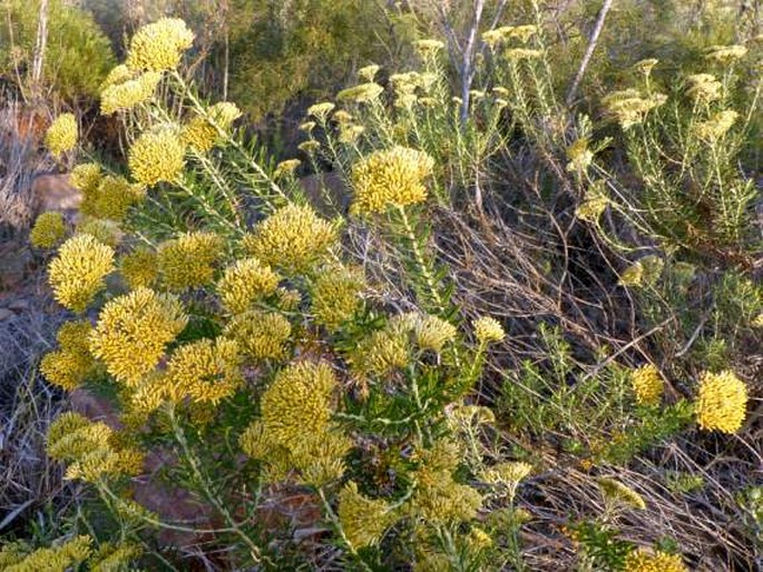 Helichrysum kraussii